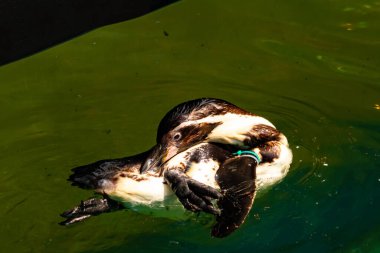 Bu küçük Humboldt pengueni bu resimde kanatlarını açarken görülmüş. Suda sakince yüzen su kuşu. Artik kuşları tasvir eden siyah ve beyaz hava.