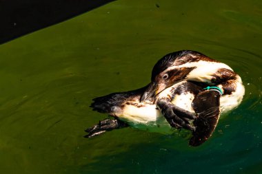 Bu küçük Humboldt pengueni bu resimde kanatlarını açarken görülmüş. Suda sakince yüzen su kuşu. Artik kuşları tasvir eden siyah ve beyaz hava.
