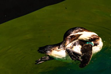 Bu küçük Humboldt pengueni bu resimde kanatlarını açarken görülmüş. Suda sakince yüzen su kuşu. Artik kuşları tasvir eden siyah ve beyaz hava.