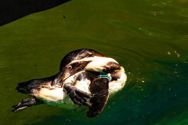 Bu küçük Humboldt pengueni bu resimde kanatlarını açarken görülmüş. Suda sakince yüzen su kuşu. Artik kuşları tasvir eden siyah ve beyaz hava.