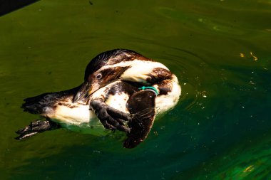 Bu küçük Humboldt pengueni bu resimde kanatlarını açarken görülmüş. Suda sakince yüzen su kuşu. Artik kuşları tasvir eden siyah ve beyaz hava.