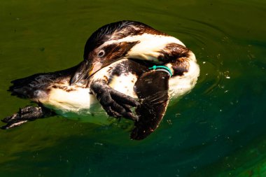 Bu küçük Humboldt pengueni bu resimde kanatlarını açarken görülmüş. Suda sakince yüzen su kuşu. Artik kuşları tasvir eden siyah ve beyaz hava.