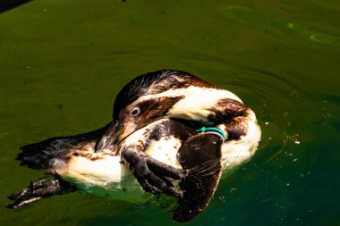 Bu küçük Humboldt pengueni bu resimde kanatlarını açarken görülmüş. Suda sakince yüzen su kuşu. Artik kuşları tasvir eden siyah ve beyaz hava.