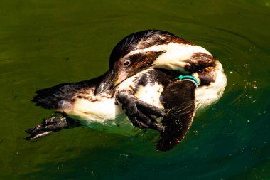 Bu küçük Humboldt pengueni bu resimde kanatlarını açarken görülmüş. Suda sakince yüzen su kuşu. Artik kuşları tasvir eden siyah ve beyaz hava.