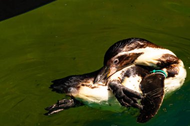 Bu küçük Humboldt pengueni bu resimde kanatlarını açarken görülmüş. Suda sakince yüzen su kuşu. Artik kuşları tasvir eden siyah ve beyaz hava.