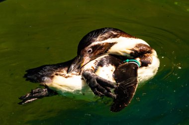 Bu küçük Humboldt pengueni bu resimde kanatlarını açarken görülmüş. Suda sakince yüzen su kuşu. Artik kuşları tasvir eden siyah ve beyaz hava.