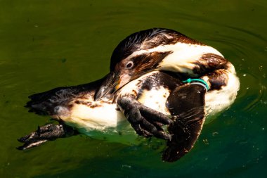 Bu küçük Humboldt pengueni bu resimde kanatlarını açarken görülmüş. Suda sakince yüzen su kuşu. Artik kuşları tasvir eden siyah ve beyaz hava.