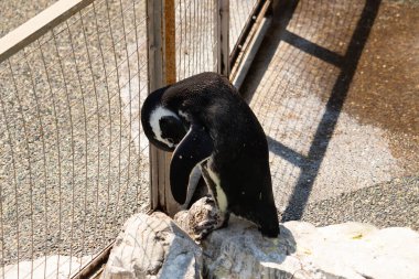 Bu güzel Humboldt pengueni burada bronzlaşmış kayaların üzerinde görülmüş. Tüyleri kabartmak için eğilmişler. Bu su kuşunun siyah ve beyaz renkleri biraz parlıyor..