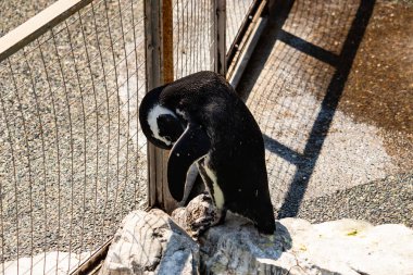 Bu güzel Humboldt pengueni burada bronzlaşmış kayaların üzerinde görülmüş. Tüyleri kabartmak için eğilmişler. Bu su kuşunun siyah ve beyaz renkleri biraz parlıyor..