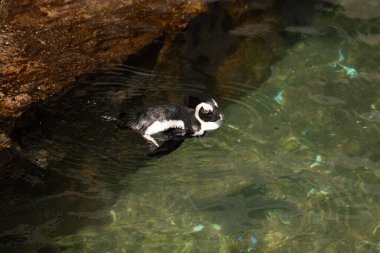 Bu güzel su kuşu burada suda yüzerken görülmüş. Siyah ve beyaz Humboldt pengueninin kanatları açılır ve zarifçe süzülür. Havuz ışıldıyor.