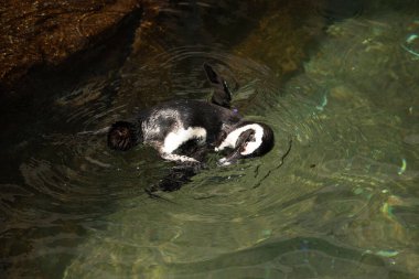 Bu güzel su kuşu burada suda yüzerken görülmüş. Siyah ve beyaz Humboldt pengueninin kanatları açılır ve zarifçe süzülür. Havuz ışıldıyor.