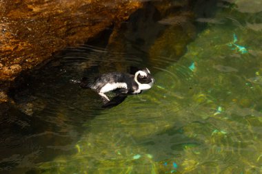 Bu güzel su kuşu burada suda yüzerken görülmüş. Siyah ve beyaz Humboldt pengueninin kanatları açılır ve zarifçe süzülür. Havuz ışıldıyor.