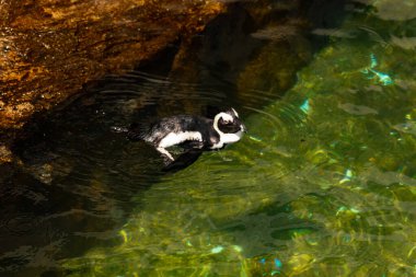 Bu güzel su kuşu burada suda yüzerken görülmüş. Siyah ve beyaz Humboldt pengueninin kanatları açılır ve zarifçe süzülür. Havuz ışıldıyor.