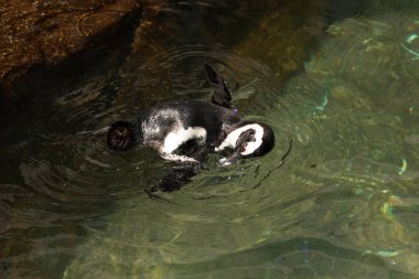 Bu güzel su kuşu burada suda yüzerken görülmüş. Siyah ve beyaz Humboldt pengueninin kanatları açılır ve zarifçe süzülür. Havuz ışıldıyor.