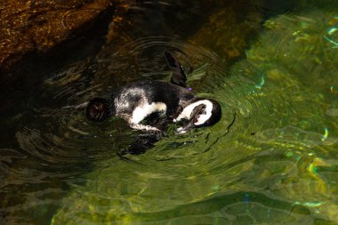 Bu güzel su kuşu burada suda yüzerken görülmüş. Siyah ve beyaz Humboldt pengueninin kanatları açılır ve zarifçe süzülür. Havuz ışıldıyor.