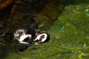 Bu güzel su kuşu burada suda yüzerken görülmüş. Siyah ve beyaz Humboldt pengueninin kanatları açılır ve zarifçe süzülür. Havuz ışıldıyor.