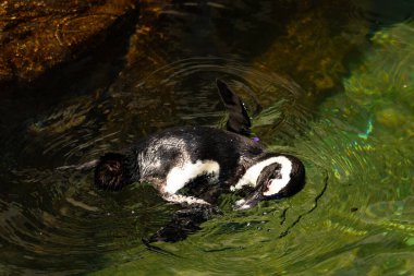 Bu güzel su kuşu burada suda yüzerken görülmüş. Siyah ve beyaz Humboldt pengueninin kanatları açılır ve zarifçe süzülür. Havuz ışıldıyor.