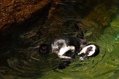 Bu güzel su kuşu burada suda yüzerken görülmüş. Siyah ve beyaz Humboldt pengueninin kanatları açılır ve zarifçe süzülür. Havuz ışıldıyor.