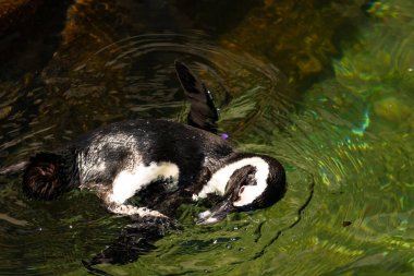Bu güzel su kuşu burada suda yüzerken görülmüş. Siyah ve beyaz Humboldt pengueninin kanatları açılır ve zarifçe süzülür. Havuz ışıldıyor.