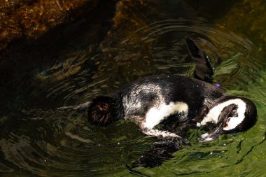 Bu güzel su kuşu burada suda yüzerken görülmüş. Siyah ve beyaz Humboldt pengueninin kanatları açılır ve zarifçe süzülür. Havuz ışıldıyor.
