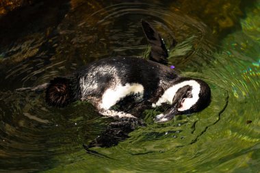 Bu güzel su kuşu burada suda yüzerken görülmüş. Siyah ve beyaz Humboldt pengueninin kanatları açılır ve zarifçe süzülür. Havuz ışıldıyor.