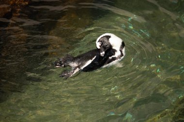 Bu güzel su kuşu burada suda yüzerken görülmüş. Siyah ve beyaz Humboldt pengueninin kanatları açılır ve zarifçe süzülür. Havuz ışıldıyor.