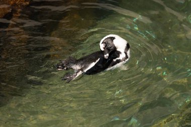 Bu güzel su kuşu burada suda yüzerken görülmüş. Siyah ve beyaz Humboldt pengueninin kanatları açılır ve zarifçe süzülür. Havuz ışıldıyor.
