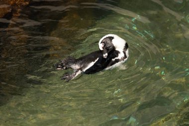 Bu güzel su kuşu burada suda yüzerken görülmüş. Siyah ve beyaz Humboldt pengueninin kanatları açılır ve zarifçe süzülür. Havuz ışıldıyor.