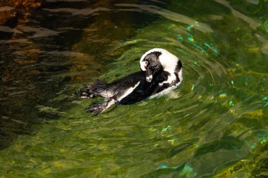 Bu güzel su kuşu burada suda yüzerken görülmüş. Siyah ve beyaz Humboldt pengueninin kanatları açılır ve zarifçe süzülür. Havuz ışıldıyor.