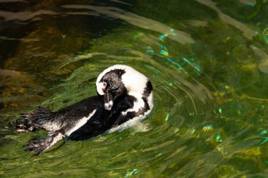 Bu güzel su kuşu burada suda yüzerken görülmüş. Siyah ve beyaz Humboldt pengueninin kanatları açılır ve zarifçe süzülür. Havuz ışıldıyor.
