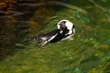 Bu güzel su kuşu burada suda yüzerken görülmüş. Siyah ve beyaz Humboldt pengueninin kanatları açılır ve zarifçe süzülür. Havuz ışıldıyor.