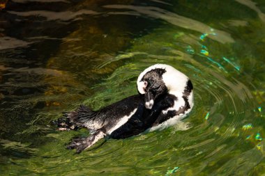 Bu güzel su kuşu burada suda yüzerken görülmüş. Siyah ve beyaz Humboldt pengueninin kanatları açılır ve zarifçe süzülür. Havuz ışıldıyor.