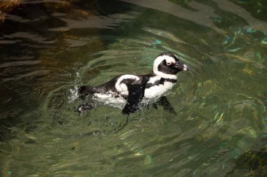 Bu güzel su kuşu burada suda yüzerken görülmüş. Siyah ve beyaz Humboldt pengueninin kanatları açılır ve zarifçe süzülür. Havuz ışıldıyor.