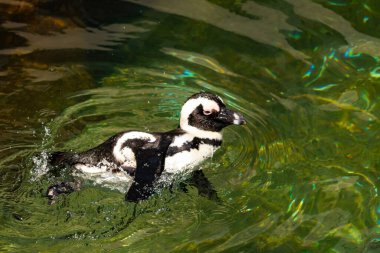 Bu güzel su kuşu burada suda yüzerken görülmüş. Siyah ve beyaz Humboldt pengueninin kanatları açılır ve zarifçe süzülür. Havuz ışıldıyor.