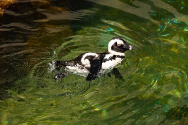 Bu güzel su kuşu burada suda yüzerken görülmüş. Siyah ve beyaz Humboldt pengueninin kanatları açılır ve zarifçe süzülür. Havuz ışıldıyor.