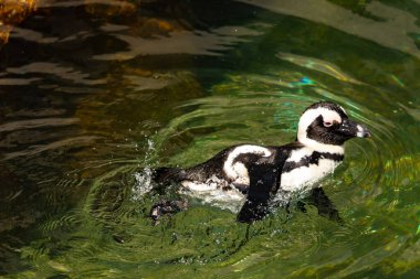 Bu güzel su kuşu burada suda yüzerken görülmüş. Siyah ve beyaz Humboldt pengueninin kanatları açılır ve zarifçe süzülür. Havuz ışıldıyor.
