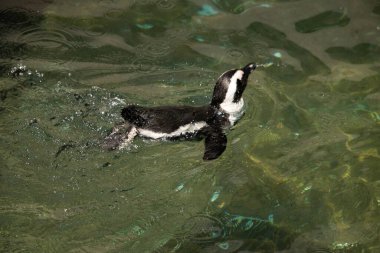 Bu güzel su kuşu burada suda yüzerken görülmüş. Siyah ve beyaz Humboldt pengueninin kanatları açılır ve zarifçe süzülür. Havuz ışıldıyor.