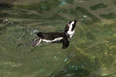 Bu güzel su kuşu burada suda yüzerken görülmüş. Siyah ve beyaz Humboldt pengueninin kanatları açılır ve zarifçe süzülür. Havuz ışıldıyor.