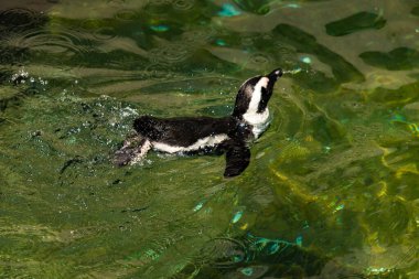 Bu güzel su kuşu burada suda yüzerken görülmüş. Siyah ve beyaz Humboldt pengueninin kanatları açılır ve zarifçe süzülür. Havuz ışıldıyor.