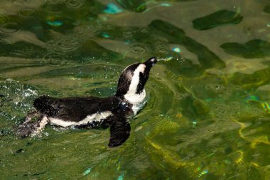 Bu güzel su kuşu burada suda yüzerken görülmüş. Siyah ve beyaz Humboldt pengueninin kanatları açılır ve zarifçe süzülür. Havuz ışıldıyor.