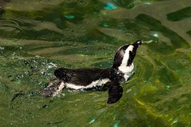 Bu güzel su kuşu burada suda yüzerken görülmüş. Siyah ve beyaz Humboldt pengueninin kanatları açılır ve zarifçe süzülür. Havuz ışıldıyor.