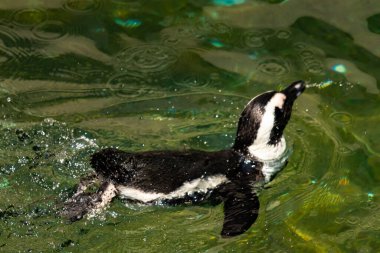 Bu güzel su kuşu burada suda yüzerken görülmüş. Siyah ve beyaz Humboldt pengueninin kanatları açılır ve zarifçe süzülür. Havuz ışıldıyor.