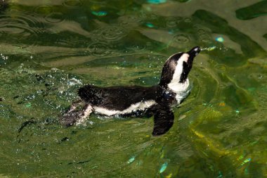 Bu güzel su kuşu burada suda yüzerken görülmüş. Siyah ve beyaz Humboldt pengueninin kanatları açılır ve zarifçe süzülür. Havuz ışıldıyor.