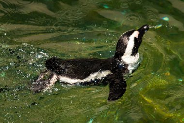 Bu güzel su kuşu burada suda yüzerken görülmüş. Siyah ve beyaz Humboldt pengueninin kanatları açılır ve zarifçe süzülür. Havuz ışıldıyor.