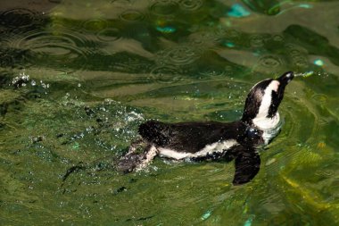 Bu güzel su kuşu burada suda yüzerken görülmüş. Siyah ve beyaz Humboldt pengueninin kanatları açılır ve zarifçe süzülür. Havuz ışıldıyor.