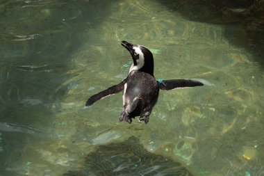 Bu güzel su kuşu burada suda yüzerken görülmüş. Siyah ve beyaz Humboldt pengueninin kanatları açılır ve zarifçe süzülür. Havuz ışıldıyor.