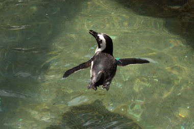 Bu güzel su kuşu burada suda yüzerken görülmüş. Siyah ve beyaz Humboldt pengueninin kanatları açılır ve zarifçe süzülür. Havuz ışıldıyor.
