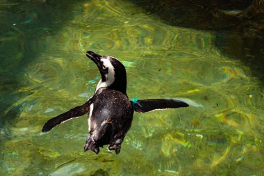 Bu güzel su kuşu burada suda yüzerken görülmüş. Siyah ve beyaz Humboldt pengueninin kanatları açılır ve zarifçe süzülür. Havuz ışıldıyor.