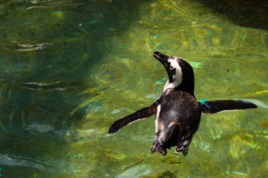Yeşil renkli suda yüzen bir penguen görüntüsü. Kanatlar neredeyse havuzun içinden uçmak için açılıyordu. Bu Humboldt pengueninin siyah beyaz bedeni öne çıkıyor..