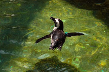 Yeşil renkli suda yüzen bir penguen görüntüsü. Kanatlar neredeyse havuzun içinden uçmak için açılıyordu. Bu Humboldt pengueninin siyah beyaz bedeni öne çıkıyor..